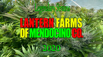 Lantern Farms of Mendocino County Trinity, Mendocino sells Clothing related to cannabis culture, hoodies,hats, posters, Stickers, Golden Lion Tees, Tee Shirts, 420 games, and more